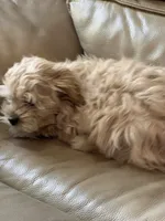 Spencer , a male Maltese and Poodle - Miniature  for sale in Rio Rancho, NM – 5 of 5