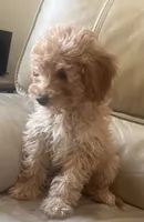 Charlie, a male Maltese and Poodle - Miniature  for sale in Rio Rancho, NM – 4 of 6