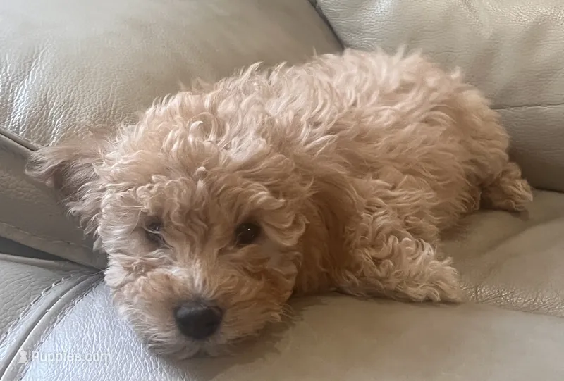 Charlie – Maltese, Poodle - Miniature  puppy for sale in Rio Rancho, NM