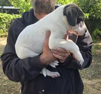 Legend , a male Great Dane for sale in Wills Point, TX – 4 of 5