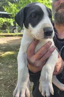 Legend , a male Great Dane for sale in Wills Point, TX – 2 of 5