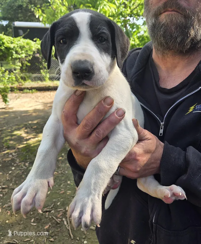 Legend  – Great Dane puppy for sale in Wills Point, TX