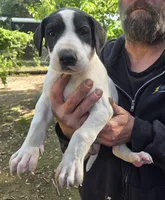 Legend , a male Great Dane for sale in Wills Point, TX – 1 of 5