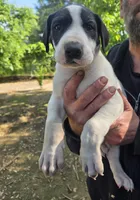 Legend , a male Great Dane for sale in Wills Point, TX – 5 of 5