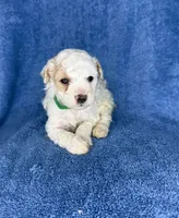 Nike , a male Poodle - Toy  for sale in Woodruff, SC – 3 of 6