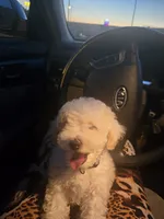 Nike , a male Poodle - Toy  for sale in Woodruff, SC – 6 of 6