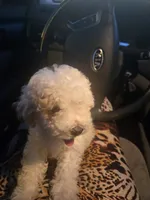 Nike , a male Poodle - Toy  for sale in Woodruff, SC – 5 of 6