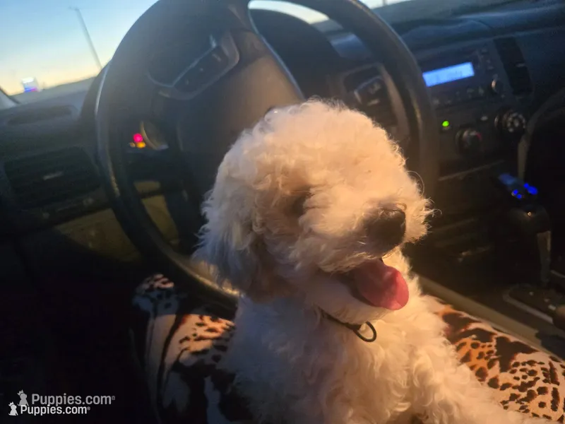Nike  – Poodle - Toy  puppy for sale in Woodruff, SC