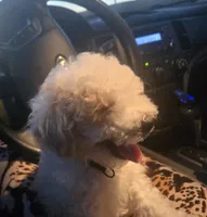 Nike , a male Poodle - Toy  for sale in Woodruff, SC – 4 of 6