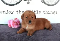 April, a female Golden Retriever for sale in Millersburg, OH – Photo 3 of 7