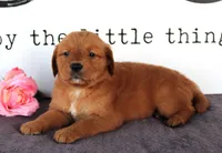 April, a female Golden Retriever for sale in Millersburg, OH – Photo 2 of 7