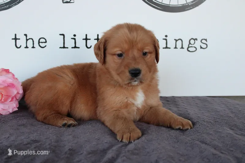 April – Golden Retriever puppy for sale in Millersburg, OH