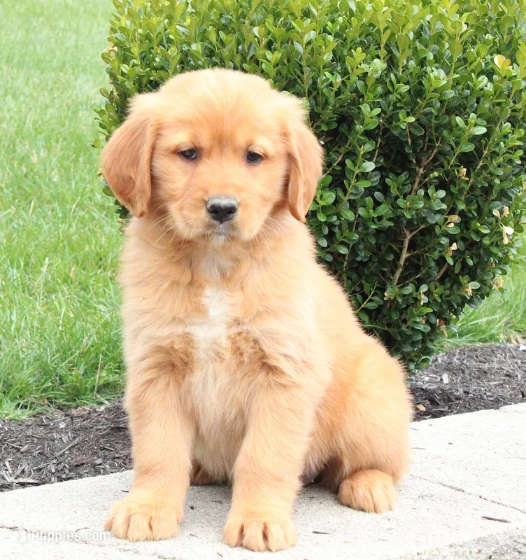 April – Golden Retriever puppy for sale in Millersburg, OH