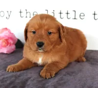 April, a female Golden Retriever for sale in Millersburg, OH – Photo 4 of 7