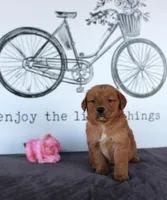 April, a female Golden Retriever for sale in Millersburg, OH – Photo 6 of 7