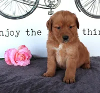 April, a female Golden Retriever for sale in Millersburg, OH – Photo 5 of 7