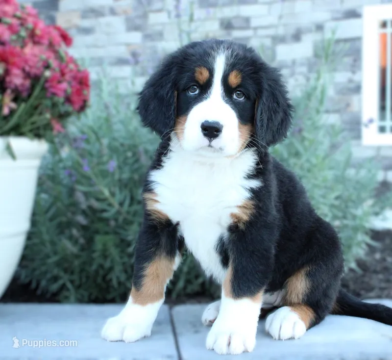 Amber – Bernese Mountain Dog puppy for sale in Millersburg, OH