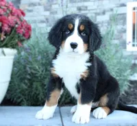 Amber, a female Bernese Mountain Dog for sale in Millersburg, OH – 1 of 4