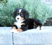 Honey, a female Bernese Mountain Dog for sale in Millersburg, OH – 5 of 5