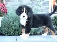 Amber, a female Bernese Mountain Dog for sale in Millersburg, OH – 3 of 4