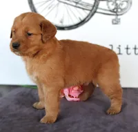 Jase, a male Golden Retriever for sale in Millersburg, OH – Photo 4 of 5