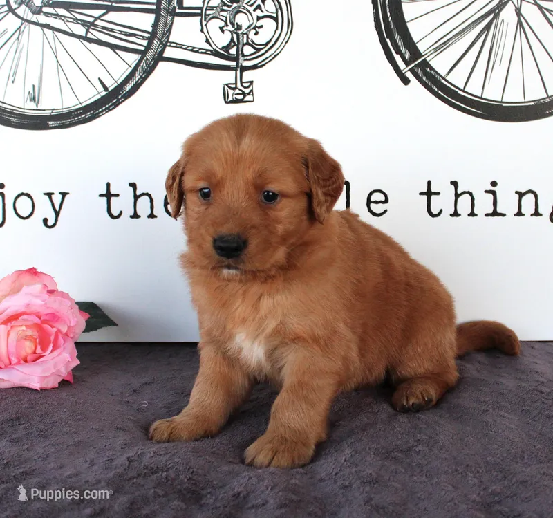 Jase – Golden Retriever puppy for sale in Millersburg, OH