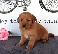 Jase, a male Golden Retriever for sale in Millersburg, OH – Photo 1 of 5