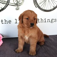 Jase, a male Golden Retriever for sale in Millersburg, OH – Photo 5 of 5