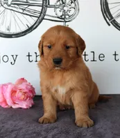 Jase, a male Golden Retriever for sale in Millersburg, OH – Photo 3 of 5