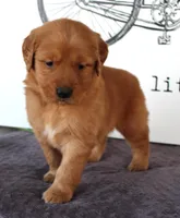 Jase, a male Golden Retriever for sale in Millersburg, OH – Photo 2 of 5