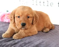 Teddy, a female Golden Retriever for sale in Millersburg, OH – Photo 2 of 4