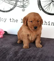 Teddy, a female Golden Retriever for sale in Millersburg, OH – Photo 4 of 4