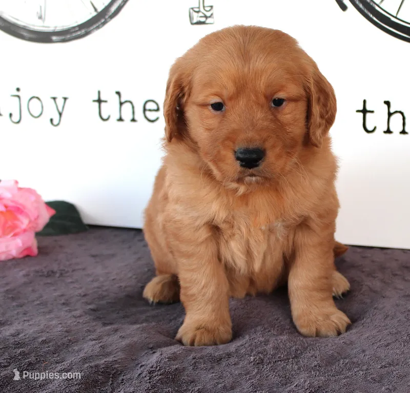 Teddy – Golden Retriever puppy for sale in Millersburg, OH