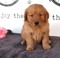 Teddy, a female Golden Retriever for sale in Millersburg, OH – Photo 1 of 4