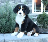 Amber, a female Bernese Mountain Dog for sale in Millersburg, OH – 2 of 4