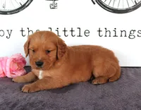 Cooper, a female Golden Retriever for sale in Millersburg, OH – Photo 4 of 4