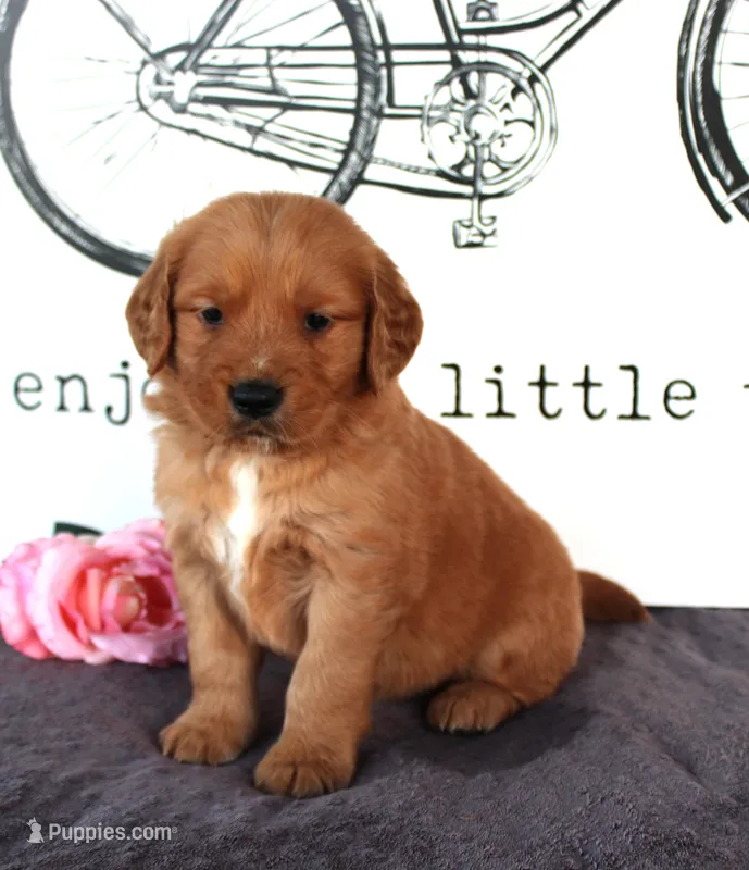Cooper – Golden Retriever puppy for sale in Millersburg, OH