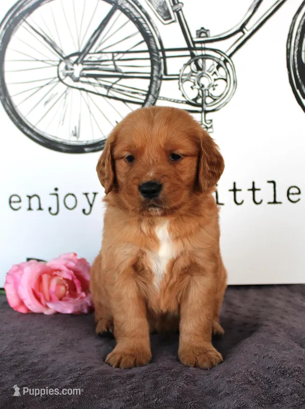 Cooper – Golden Retriever puppy for sale in Millersburg, OH