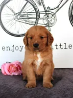 Cooper, a female Golden Retriever for sale in Millersburg, OH – Photo 3 of 4