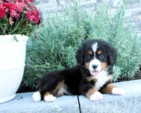 Honey, a female Bernese Mountain Dog for sale in Millersburg, OH – 3 of 5