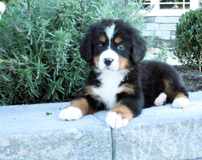 Honey – Bernese Mountain Dog puppy for sale in Millersburg, OH