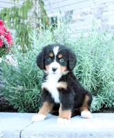 Honey, a female Bernese Mountain Dog for sale in Millersburg, OH – 2 of 5