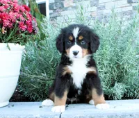 Honey, a female Bernese Mountain Dog for sale in Millersburg, OH – 4 of 5