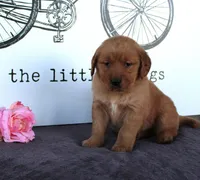 Tabby, a female Golden Retriever for sale in Millersburg, OH – Photo 5 of 6