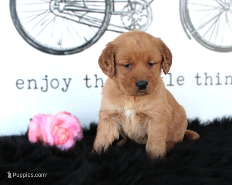 Tabby – Golden Retriever puppy for sale in Millersburg, OH