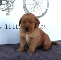 Tabby, a female Golden Retriever for sale in Millersburg, OH – Photo 6 of 6