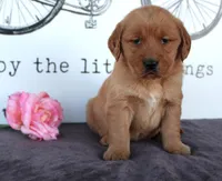Tabby, a female Golden Retriever for sale in Millersburg, OH – Photo 3 of 6
