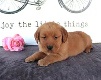 Tabby, a female Golden Retriever for sale in Millersburg, OH – Photo 2 of 6