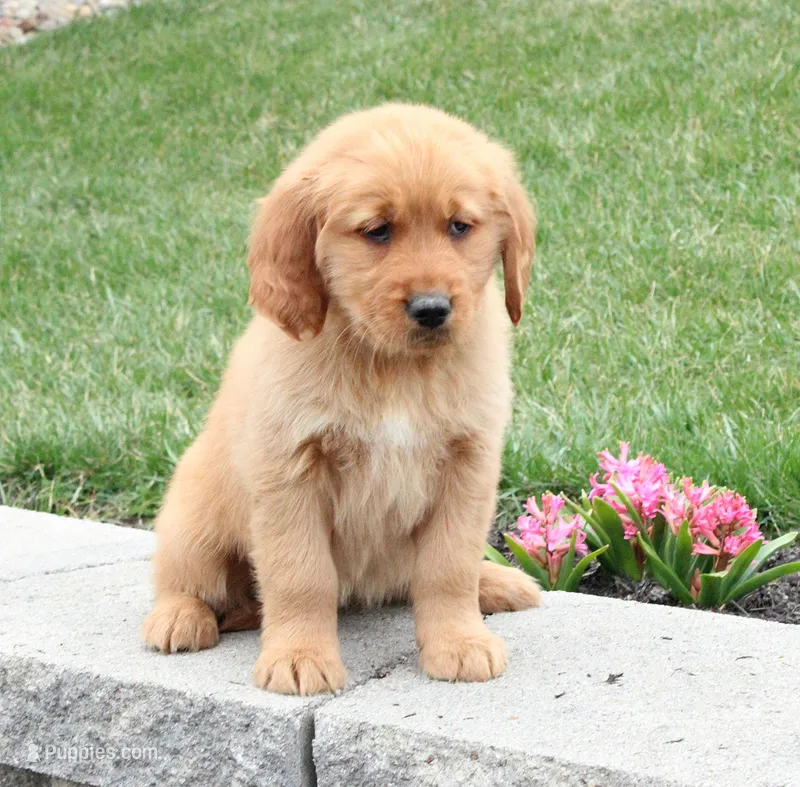 Tabby – Golden Retriever puppy for sale in Millersburg, OH