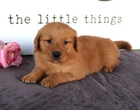 Jenny, a female Golden Retriever for sale in Millersburg, OH – Photo 1 of 4